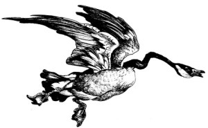 With illustrations by Terry Glavin